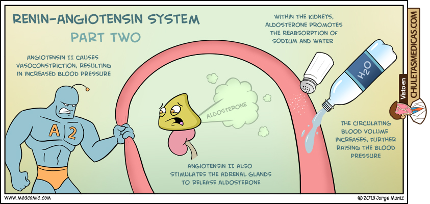 El Sistema Renina-Angiotensina-Aldosterona como nunca lo habías visto chuleta parte 2