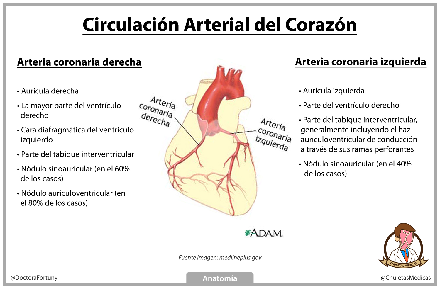 Circulación Arterial del Corazón Chuleta